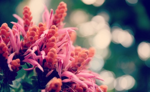 Flickradulau_flowerlight