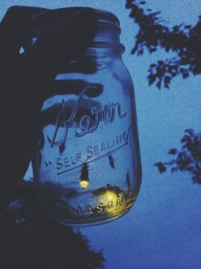 fireflies