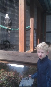 Learning about eagles