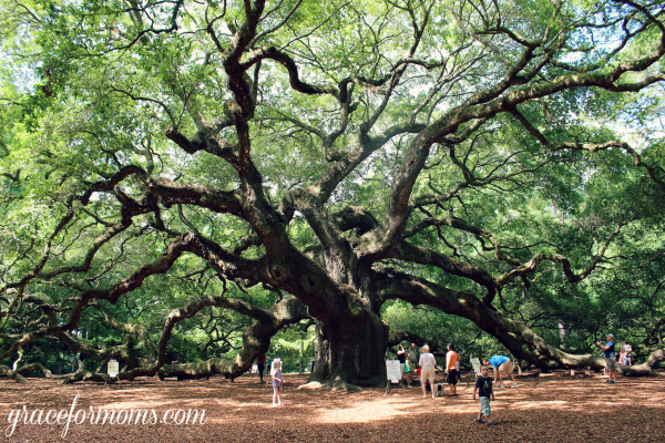 Angel Oak