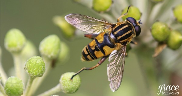 When Busyness Stings Like a Bee
